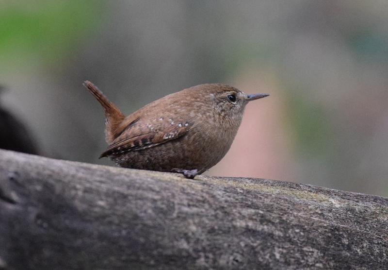 The Winter Wren's unassuming appearance belies its beautifully complex song. (Photo courtesy Andy Reago & Chrissy McClarren)