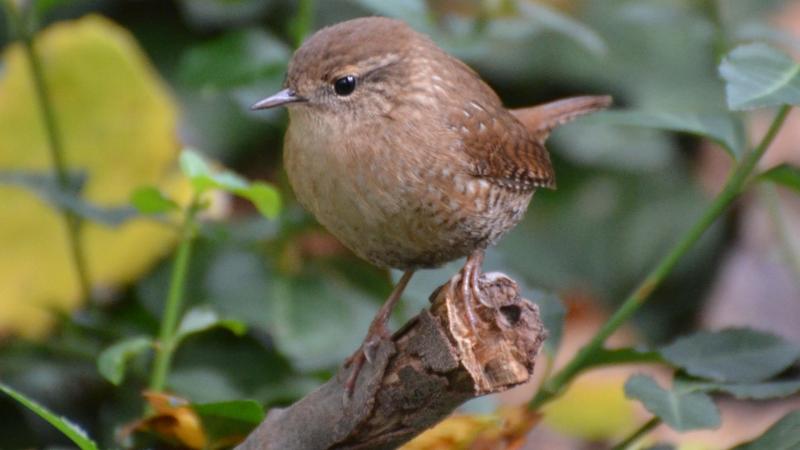 The Winter Wren is usually heard much more easily than seen. Photo courtesy Andy Reago & Chrissy McClarren