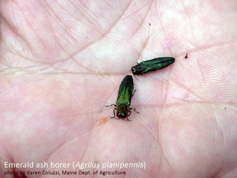 Emerald ash borer. (Photo courtesy Knox-Lincoln Soil & Water Conservation District)