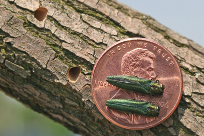 Emerald ash borer (EAB), an invasive wood-boring beetle from Asia is a threat to all ash trees in North America. Image shows EAB and D-shaped exit holes from which adults emerge in the spring. (Photo courtesy of Knox Lincoln Soil and Water Conservation District)