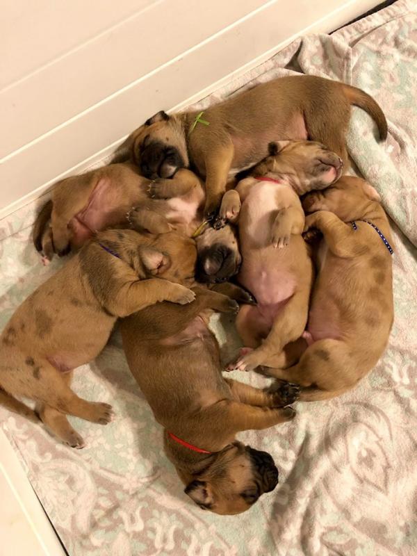 Merkury’s six orphaned puppies. (Photo by Terrie Kelly, Tucker Brook Labrador Retrievers)