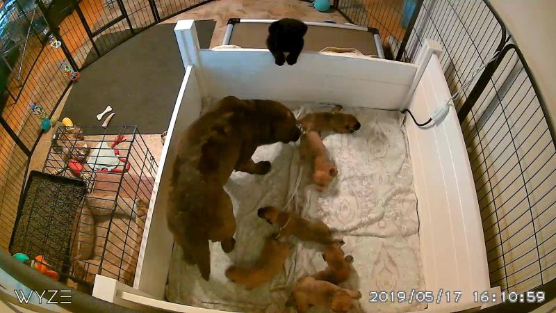 An image from the kennel monitoring setup that allows Terrie Kelly to keep an eye on her dogs. (Photo courtesy of Terrie Kelly, Tucker Brook Labrador Retrievers)
