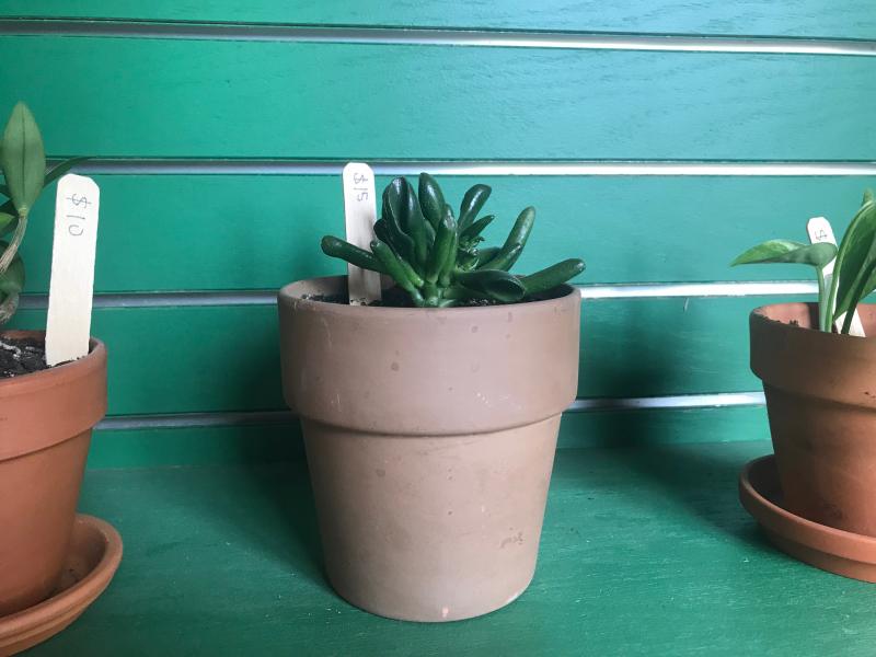 Lovely potted succulents for sale at the Wild Grace Farm Store. (Photo by Jenna Lookner)
