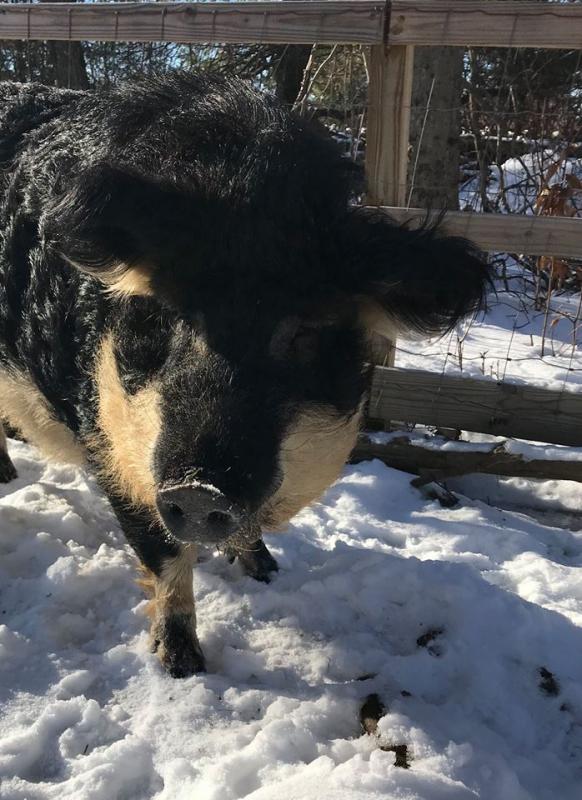 Angus in January. (Photo courtesy of Peace Ridge Sanctuary)
