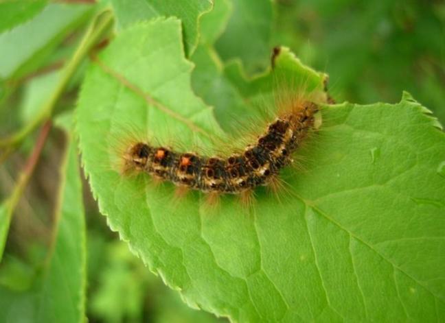 https://www.penbaypilot.com/sites/default/files/2019/06/field/image/Brown%20Tail%20Moth.jpg