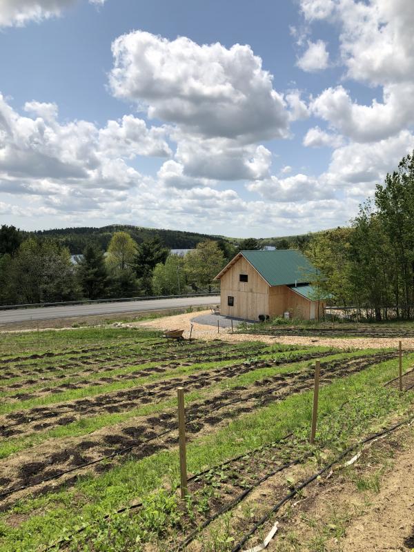 Gardens beside the Wild Grace Farm Store. (Photo courtesy of Wild Grace Farm)