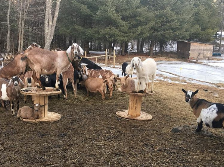 Goats from Copper Tail Farm. (Courtesy Jon and Christelle Mckee)
