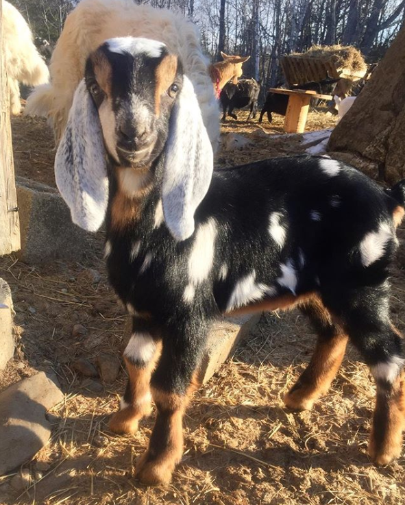 One of the farm’s goats. (Courtesy Jon and Christelle Mckee)