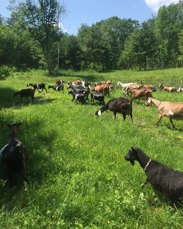 Goats from Copper Tail Farm. (Courtesy Jon and Christelle Mckee)