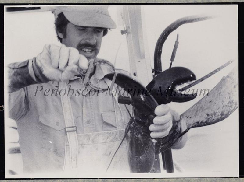 "Lobsterman David Cousens, of South Thomaston, Maine, demonstrates how he places a colored band down over one of the claws of a female lobster he catches before they are released into the sea. It is slipped over the large claw and attached around a lower knuckle so that it does not interfere with feeding. When the lobster is caught again, Dave can recognize it as one he has already recorded in the Maine Agricultural Experiment Station study." (No attribution; if you have information about the photographer, please contact Penobscot Marine Museum. (207) 548-2529)
