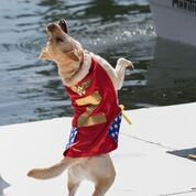 Z is for Zola, the reigning World Champion Boatyard Dog. (Photo by Bell’s Furry Friends Pet Photography)