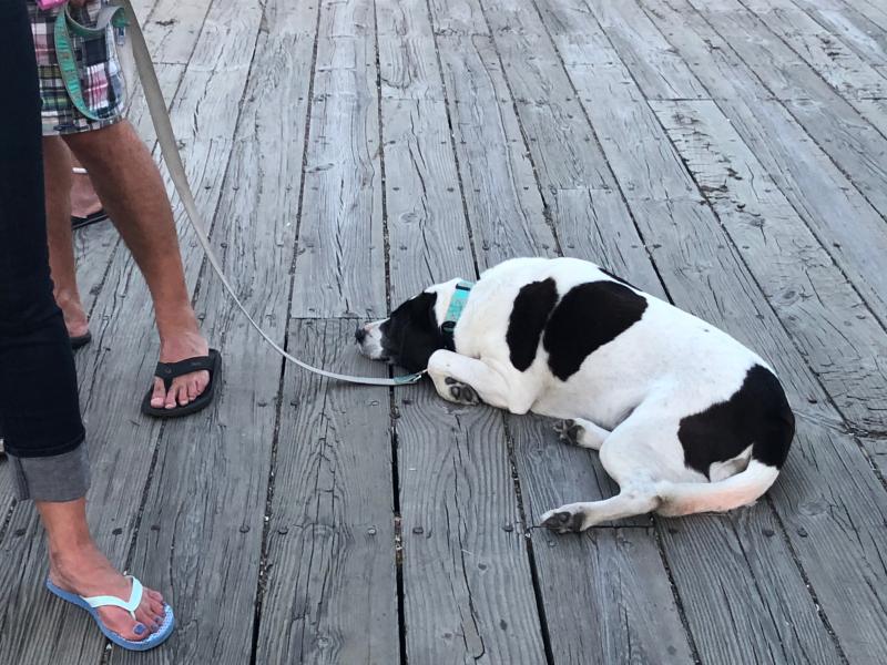 On the dock at Camden Harbor, it was a hot day and evening. (Photo by Lynda Clancy)