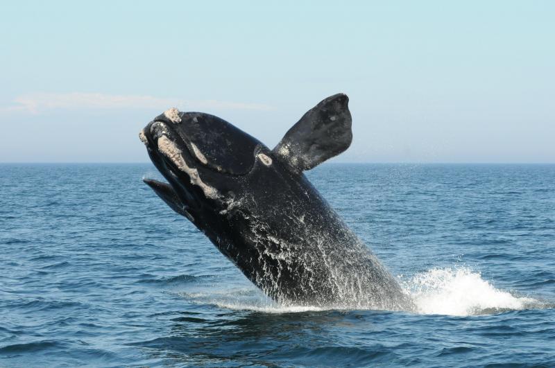A North Atlantic right whale breaches in the Bay of Fundy. During a Café Sci event at Bigelow Laboratory on Aug. 13 at 5 p.m., researcher Nick Record will discuss the environmental changes impacting right whales in the Gulf of Maine and how conservation strategies can keep up. Courtesy of the Anderson Cabot Center for Ocean Life/New England Aquarium