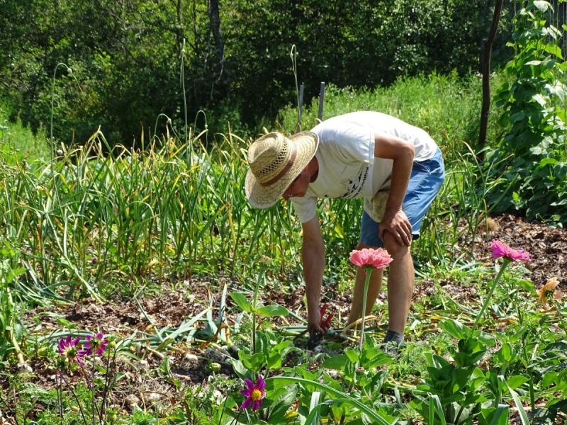 Wessel helps his students harvest their garlic. (photo by Erica Thoms)