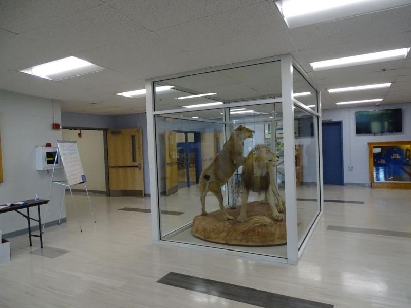 The two taxidermied lions were added to the school around 2010, according to teacher Chip Lagerbom. (photo by Erica Thoms)