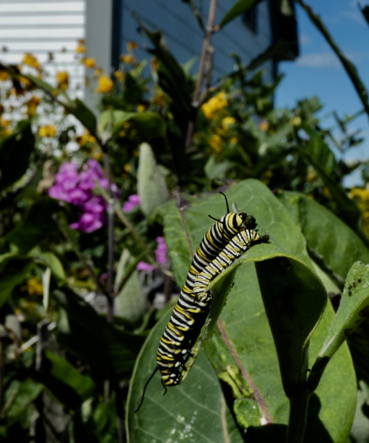 Monarch caterpillars shed five times as they grow. (Photo by Kristen Lindquist)