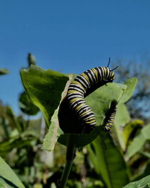 Monarch caterpillars eat only milkweed leaves. (Photo by Kristen Lindquist)