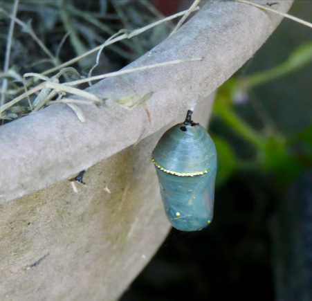 The wings of the butterfly inside are starting to show in this chrysalis, which hatched the next day.