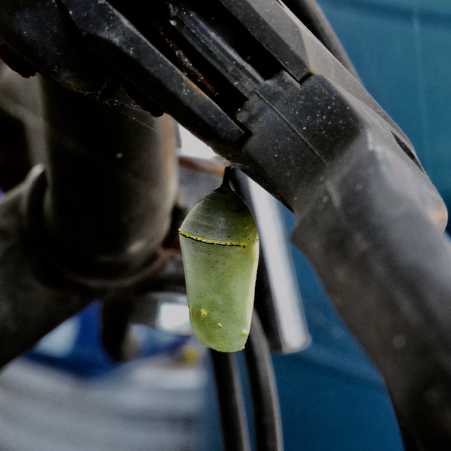 An unused bicycle hosted at least four chrysalises, including this one on the handlebars. (Photo by Kristen Lindquist)