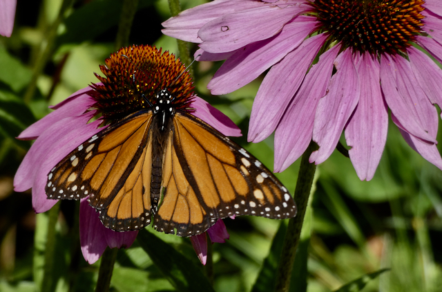 This male monarch visited my coneflowers this summer. (Photo by Kristen Lindquist)