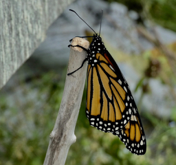 A newly emerged monarch hangs out while its wings dry and strengthen. (Photo by Kristen Lindquist)