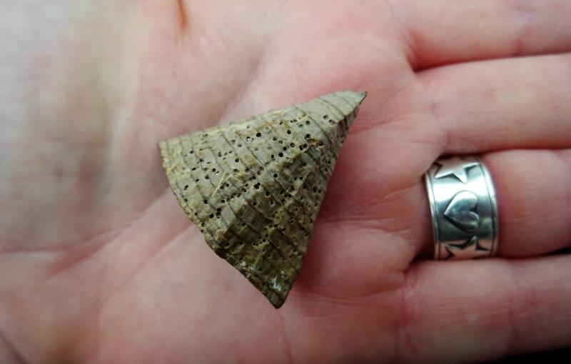 Rosemary Hill, on her Beachcombing in Kerry Facebook page, picks up a, “a prickle from a kapok tree, washed up on Boolakeel Beach.” (Photo courtesy Rosemary Hill)