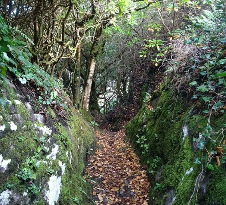 The beauty of Ireland. (Photo courtesy Rosemary Hill)