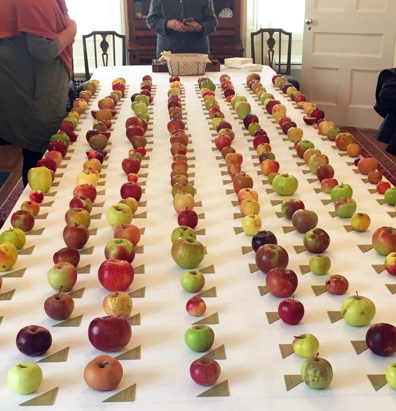 Maine heritage apple varieties tasted at the Sunday's Blaine House ceremony. (Photo courtesy Maine Department of Agriculture, Conservation and Forestry)
