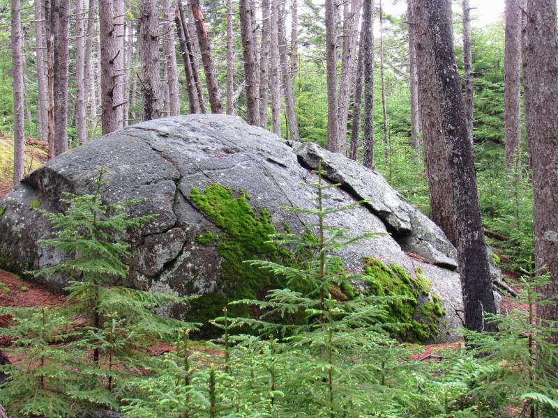 Erratic. Communion of moss and rock. (Photo courtesy Kristen Lindquist)