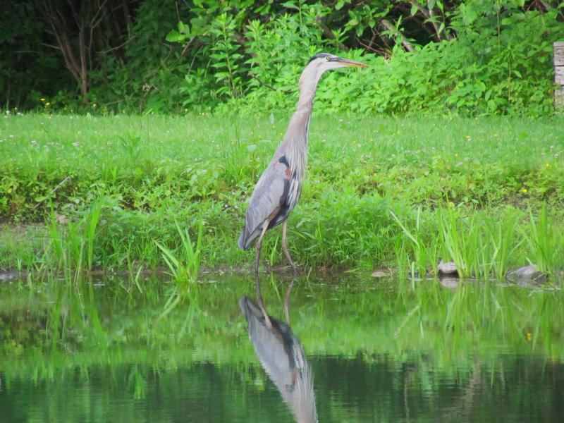 Changes in great blue heron numbers and distribution in the state led to the Maine Department of Inland Fisheries and Wildlife wanting to learn more about the species’ biology. Courtesy of Jeff Wells #bird-column, #boothbay-register, #Jeff-Wells, #birds, #Maine