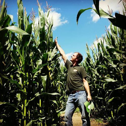 Matt Pellerin measuring the corn stalk height