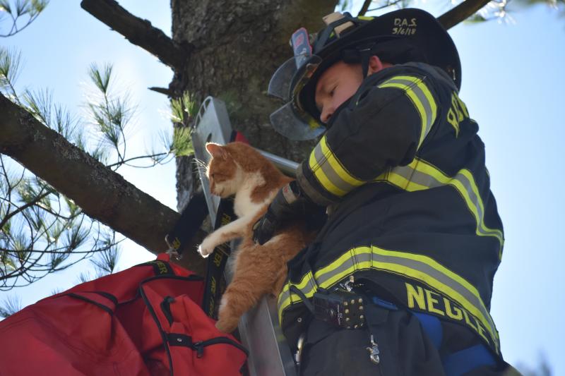 You Can Keep The Cat Out Of The Bag But You Cant Keep It In The Tree