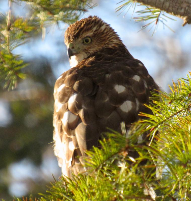 This young Cooper’s Hawk kept a close eye on our bird feeders for one day last winter. (Photo courtesy Kristen Lindquist)