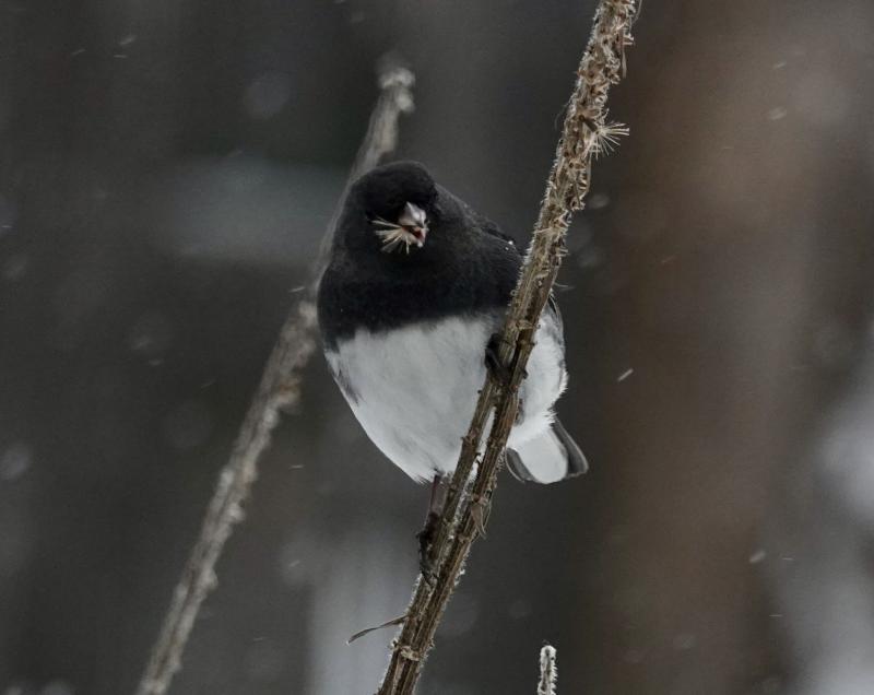 This junco prefers wild seed, as here, but will also visit feeders.(Photo courtesy David Huddle)