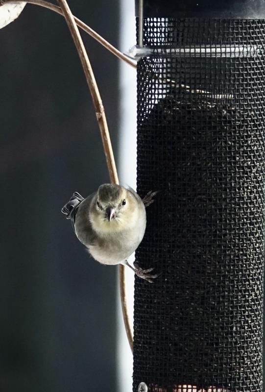 An American Goldfinch in winter plumage visits the Nyjer feeder. (Photo courtesy David Huddle)