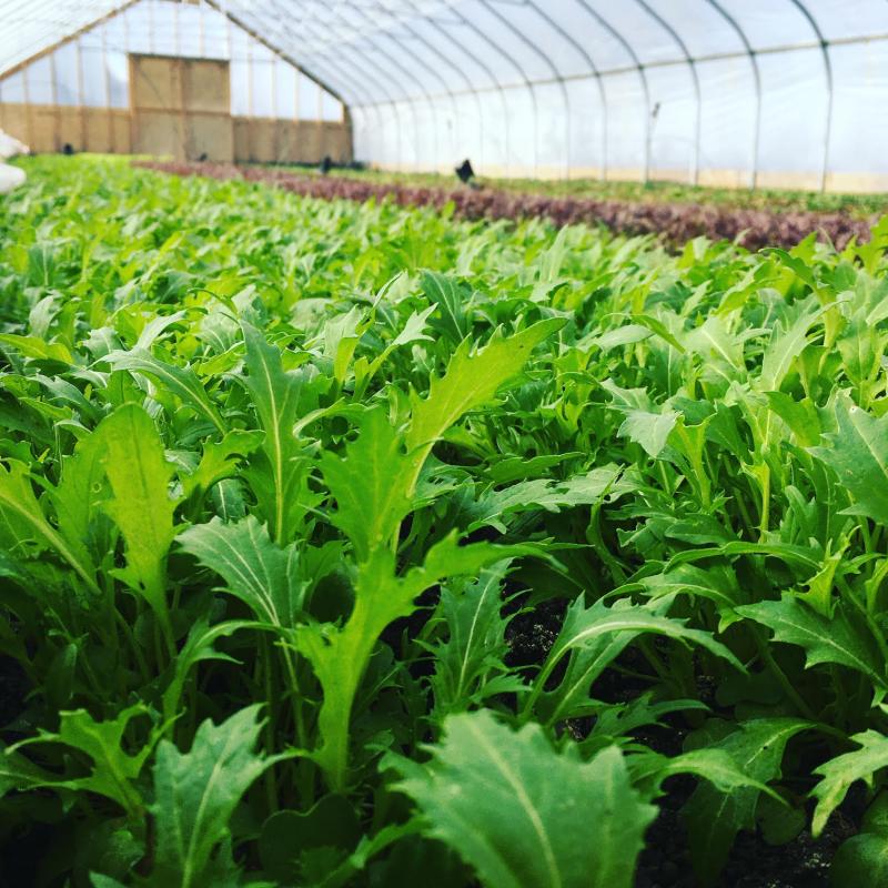 Fresh greens in winter. Photo courtesy Adrienne Lee