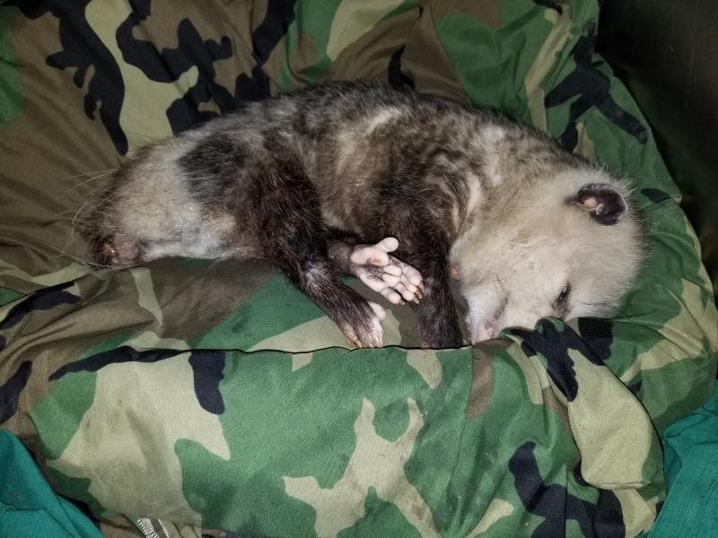 On June 26, 2019, Misfits Rehab took in a critical intake: an oppossum whose tail had been cruelly cut off and left for dead. They took him in and named him Percy, prompting news stories statewide. Photo courtesy Misfits Rehab