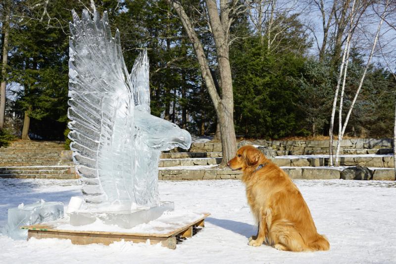 Dog meets eagle. Golden retriever Angus with a Winterfest ice sculpture. (Photo by Peter Fitzgerald)