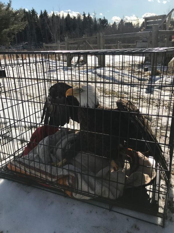 The eagle captured Wednesday, Feb. 19. (Photo courtesy Knox County Sheriff’s Office)