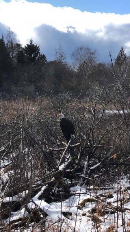 The eagle captured Wednesday, Feb. 19. (Photo courtesy Knox County Sheriff’s Office)