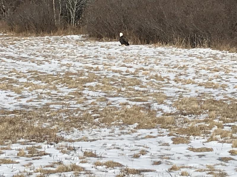 The eagle captured Friday, Feb. 21. (Photo courtesy Knox County Sheriff’s Office)