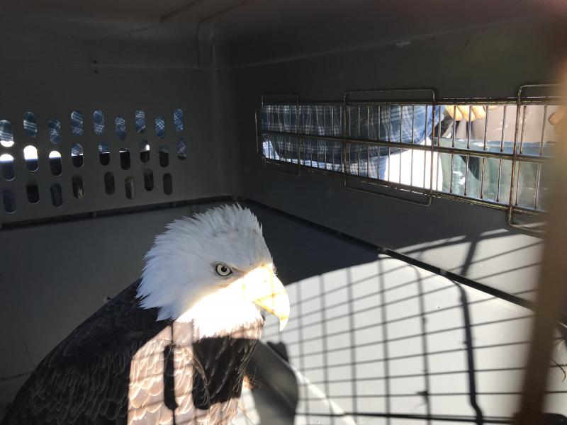The eagle captured Friday, Feb. 21. (Photo courtesy Knox County Sheriff’s Office)