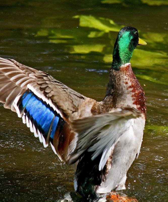 A Mallard drake flashes his patch of blue secondary feathers, known as a speculum. Photo by Rror/Wikimedia.