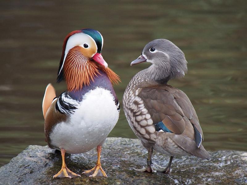 Long a symbol of fidelity, wild Mandarin Ducks only stay faithful for a season. Photo by Francis C. Franklin/Wikimedia.