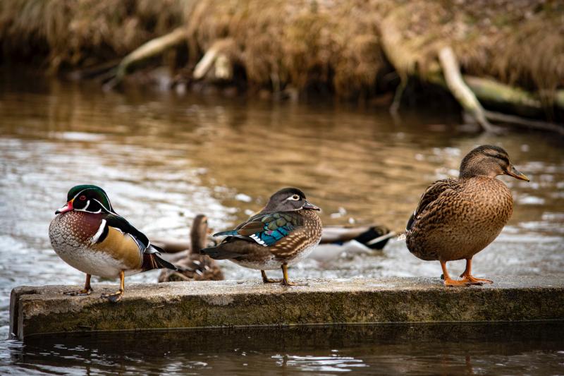 WoodDuckpr-JonSailer: Pairs of Wood Ducks (left) will soon start visiting waterside trees together to find the perfect nest hole. Photo by Jon Sailer/Wikimedia.