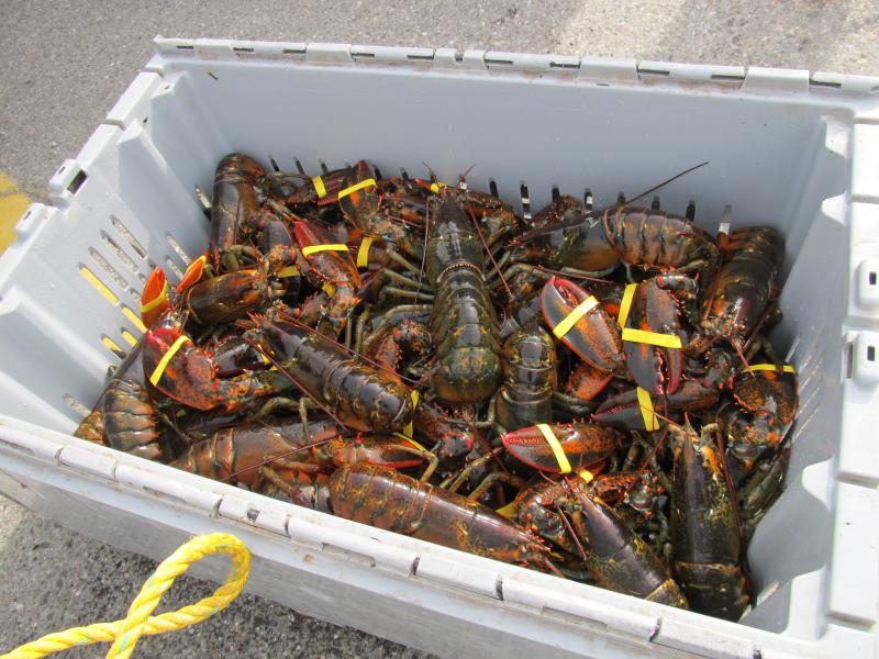 TBT  Chef learns lobstering from Maine Lobsterman