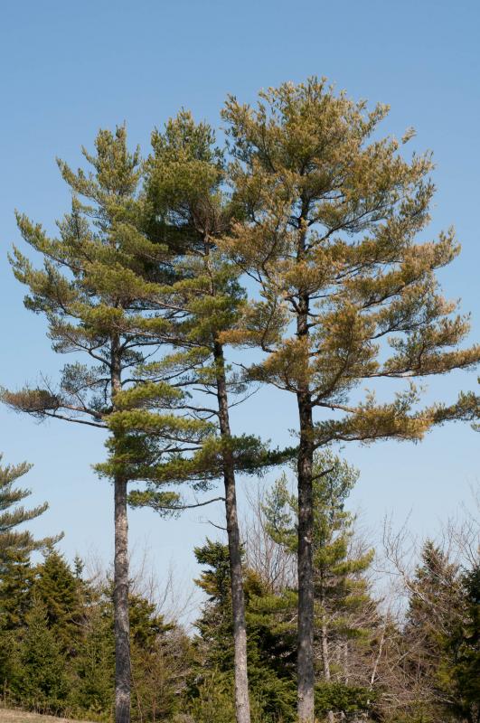 The White Pine is Maine’s State Tree. Image courtesy of florafinder.com