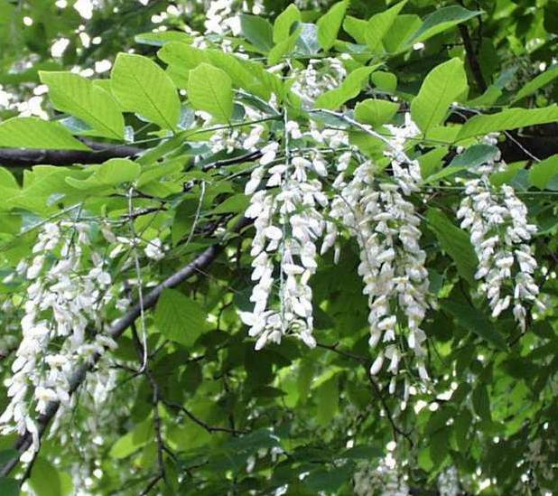 Yellowwood (Cladrastis kenutuckea) is a beautiful, disease-resistant shade tree with fragrant white spring flowers for bees and great yellow fall foliage. (Photo by Missouri Botanical Garden, courtesy Knox-Lincoln Soil & Water Conservation District)