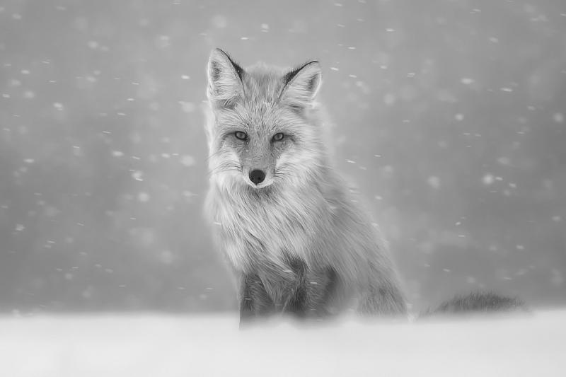 “Winter Fox” by Mike Cullivan of Scarborough has won the 2020 Maine Photography Show “Best In Show” prize. Courtesy of MPS Mike Cullivan: Winter Fox