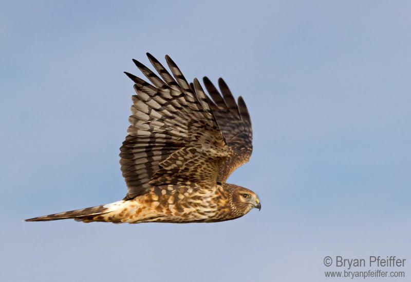 The diagnostic white rump patch is visible on this female harrier. (Photo courtesy Bryan Pfeiffer)